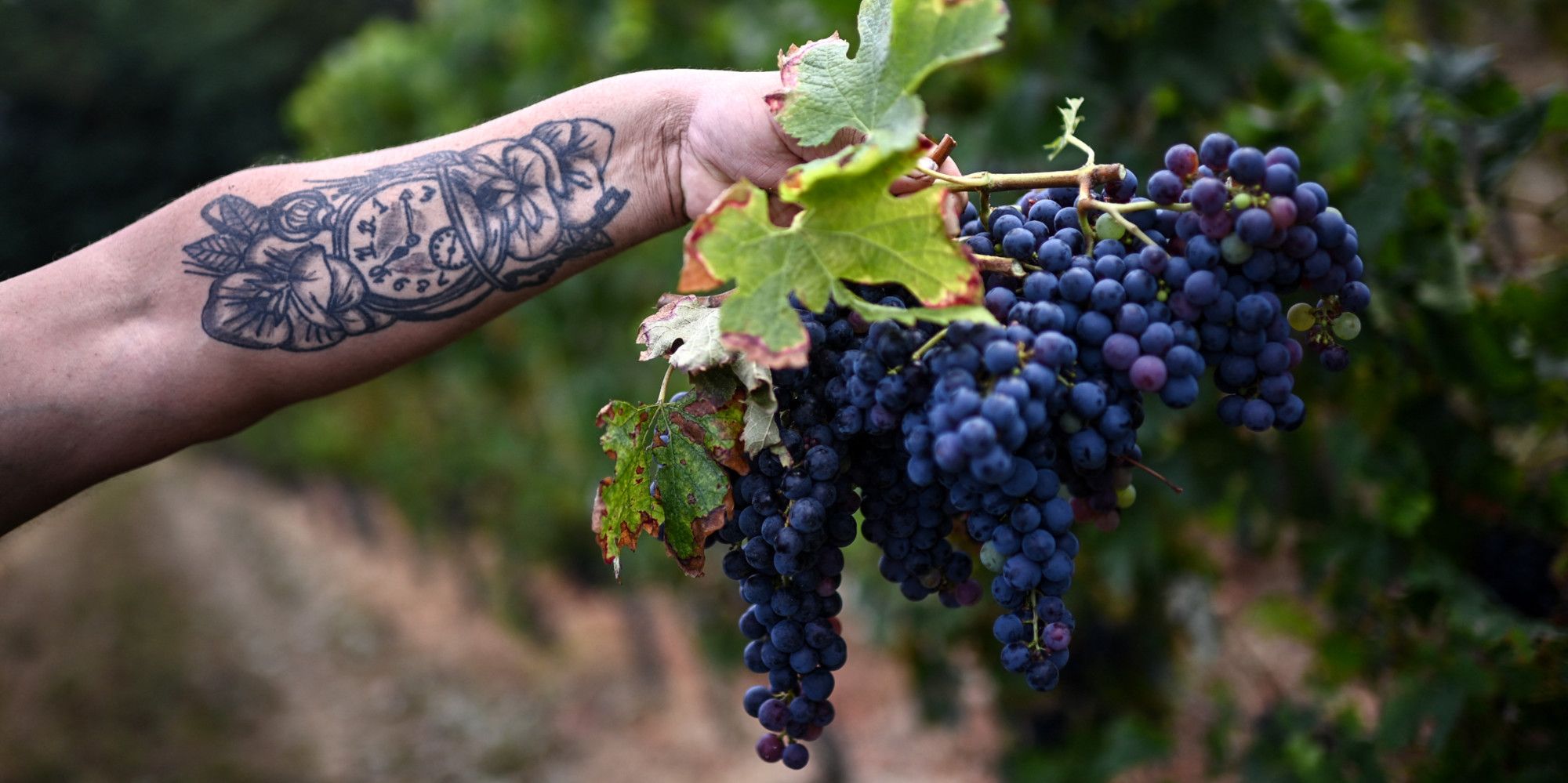Vin : le Bordelais connaît sa plus faible récolte depuis 1991