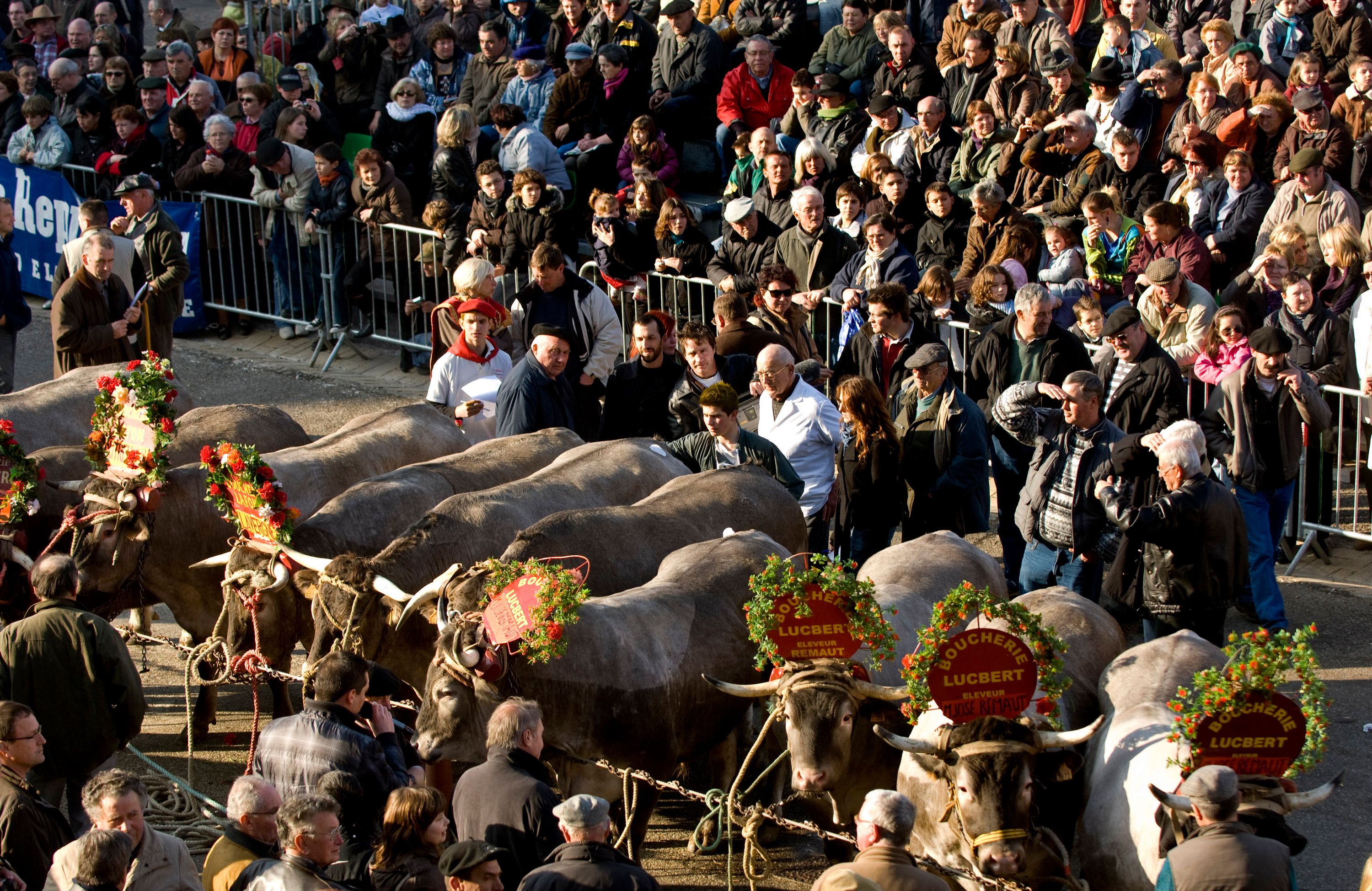 «Une véritable communion» : à Bazas, la fête du bœuf gras bat son plein