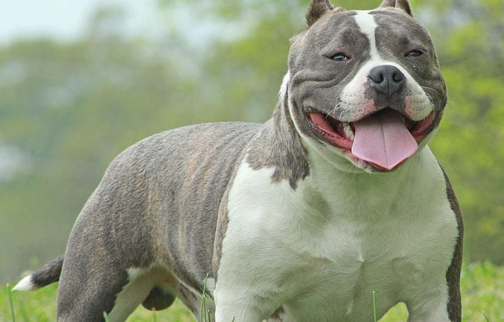 Angleterre : Enquête ouverte après la mort d’une femme de 19 ans tuée par un chien à Bristol