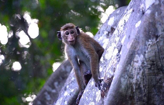 Sri Lanka : Un singe cause une panne de courant générale