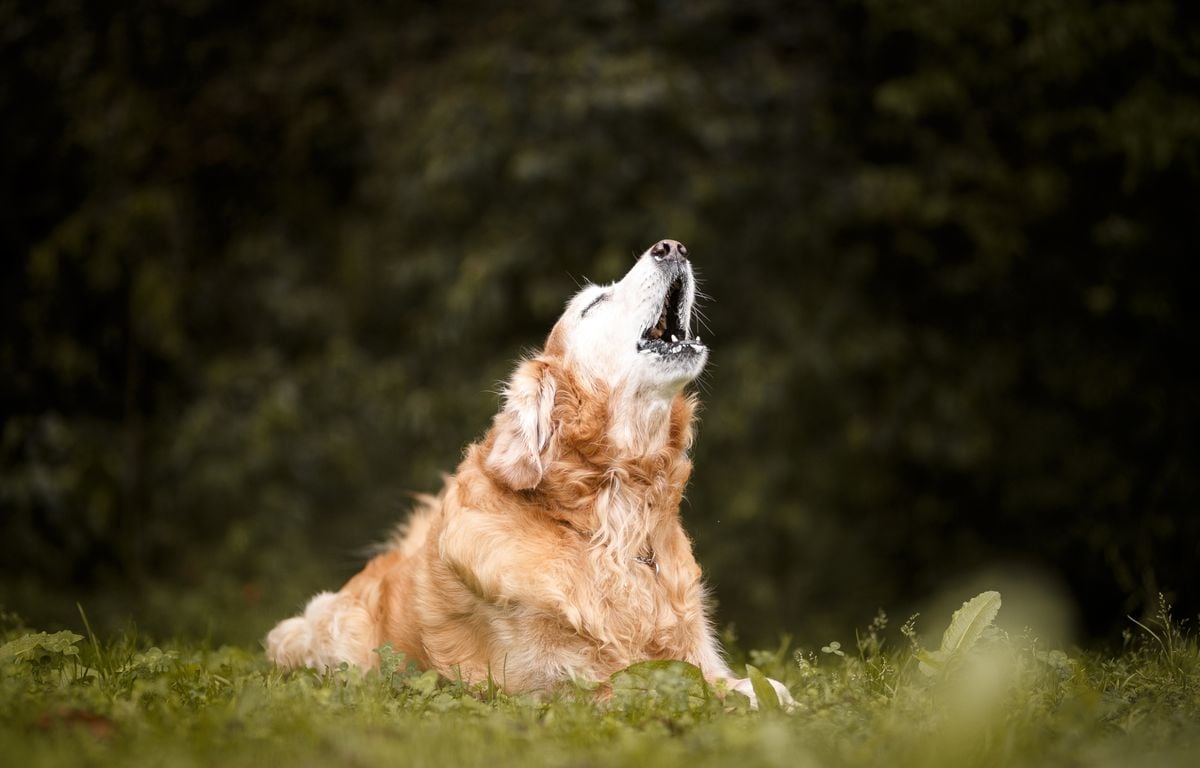 Loire-Atlantique : Une centaine d’animaux maltraités retrouvés chez une éleveuse professionnelle