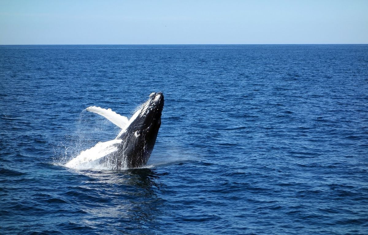 Pologne : Coincée dans des filets de pêche, une baleine à bosse secourue près d’une plage