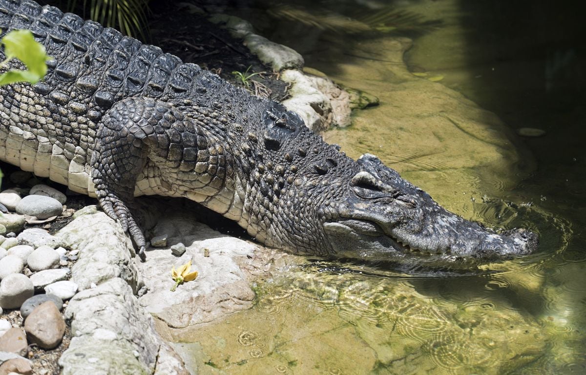 Indonésie : Un garçon de 10 ans porté disparu après une nouvelle attaque de crocodile