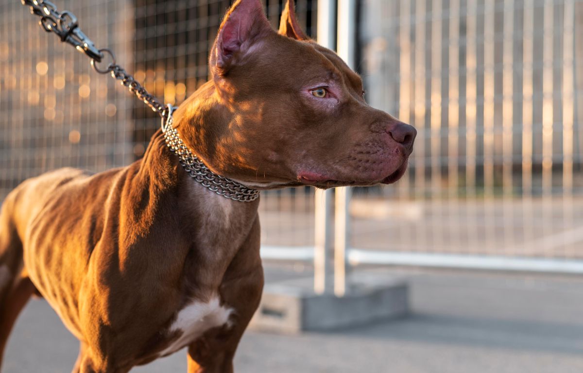 Italie : Un bébé de neuf mois tué par le pitbull de la famille