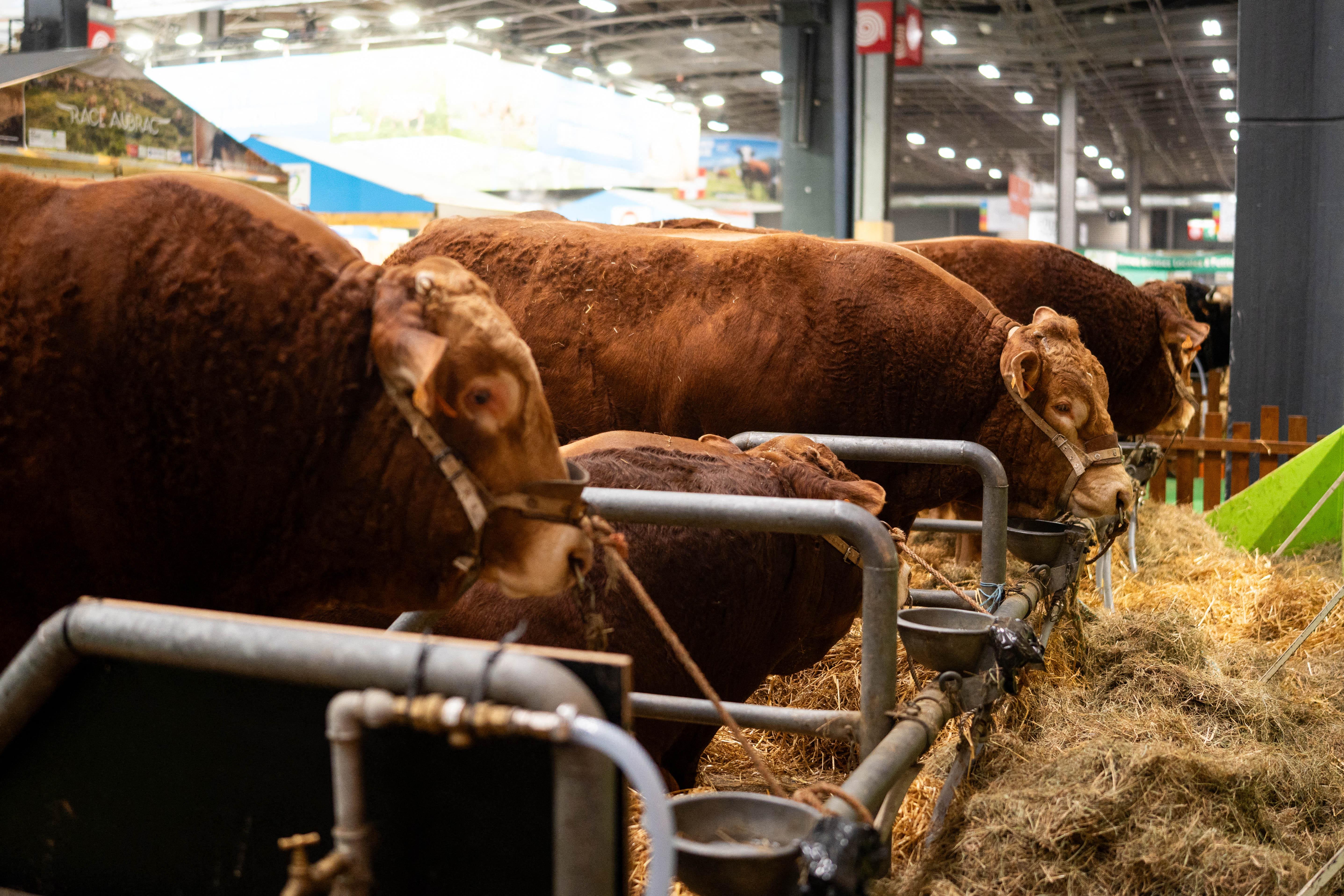 Clôture du SIA, cessez-le-feu entre Israël et le Hamas, Oscars… Les 4 infos dont vous allez entendre parler demain