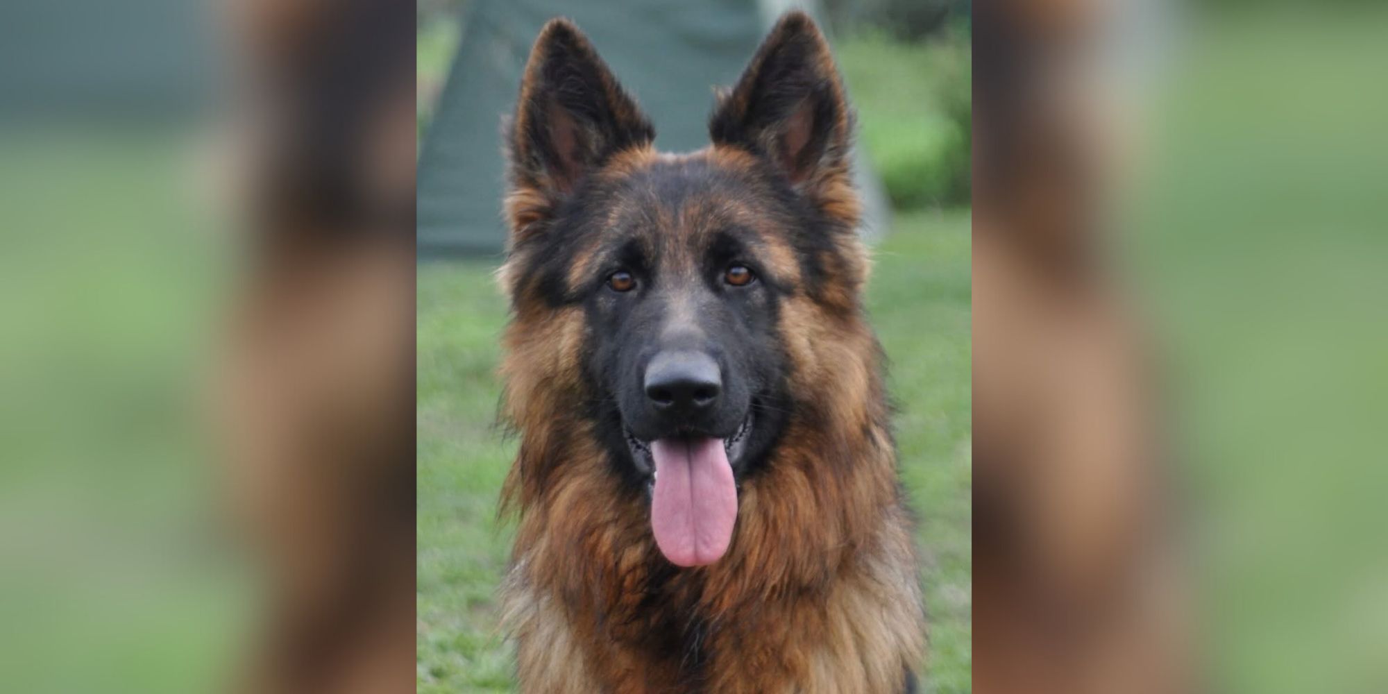 Salon de l’agriculture : Texane, un berger allemand d’une valeur de 30.000 euros, volée ce mardi