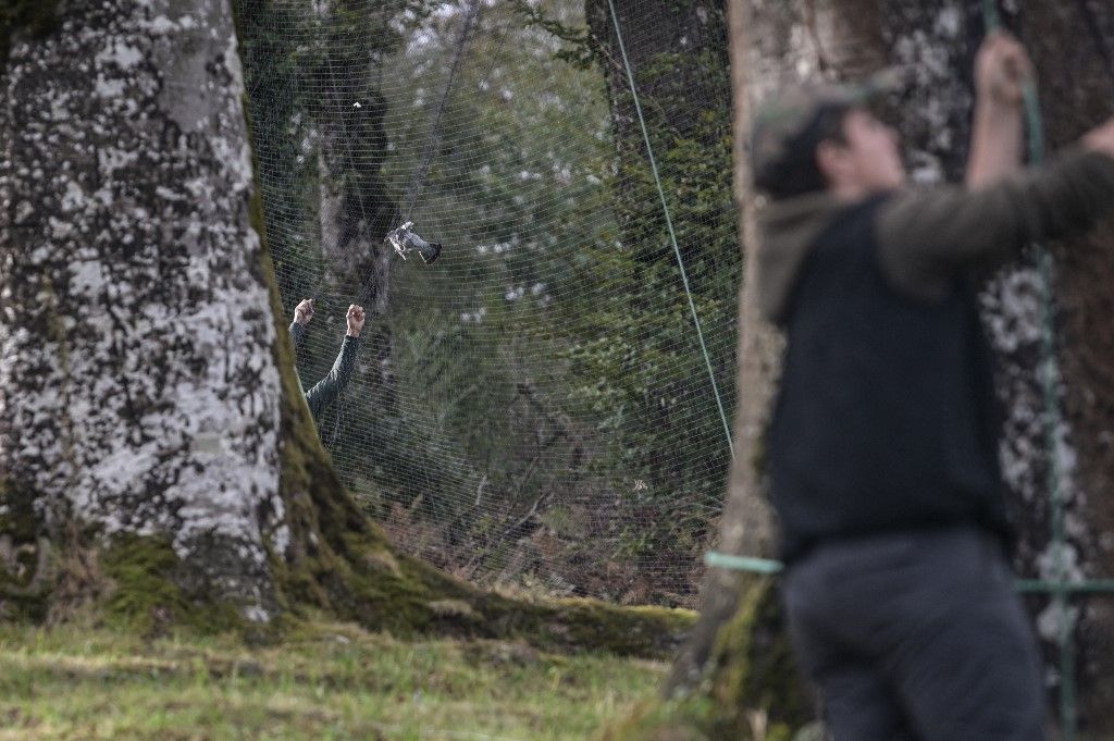 La chasse à la palombe dans le viseur de l’UE, les chasseurs prêts à se défendre