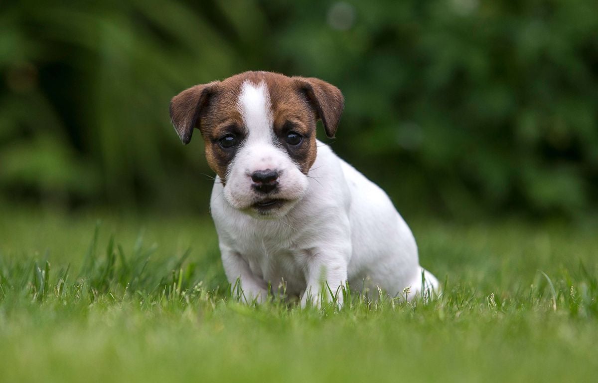 Deux-Sèvres : Elle règle 6.200 euros pour adopter un chiot qui doit arriver… en hélicoptère