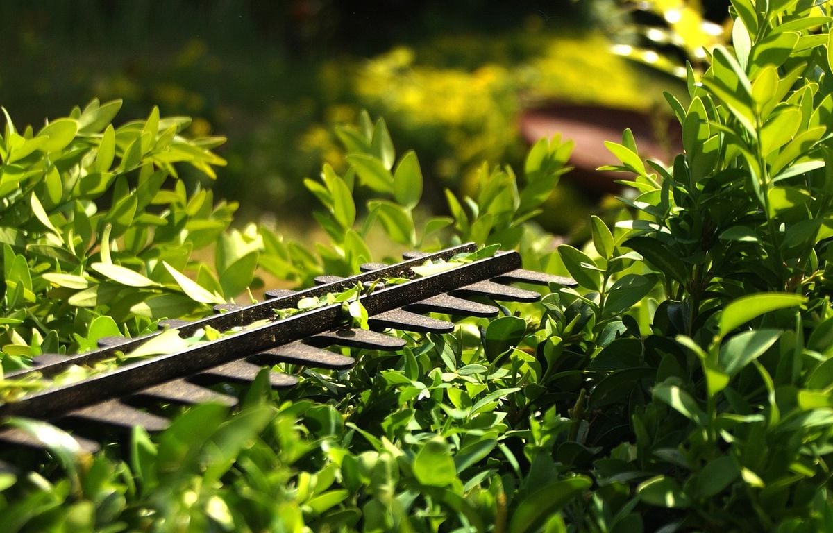 Bordeaux : En taillant sa haie, il tombe sur le cadavre de sa voisine décédée depuis deux ans