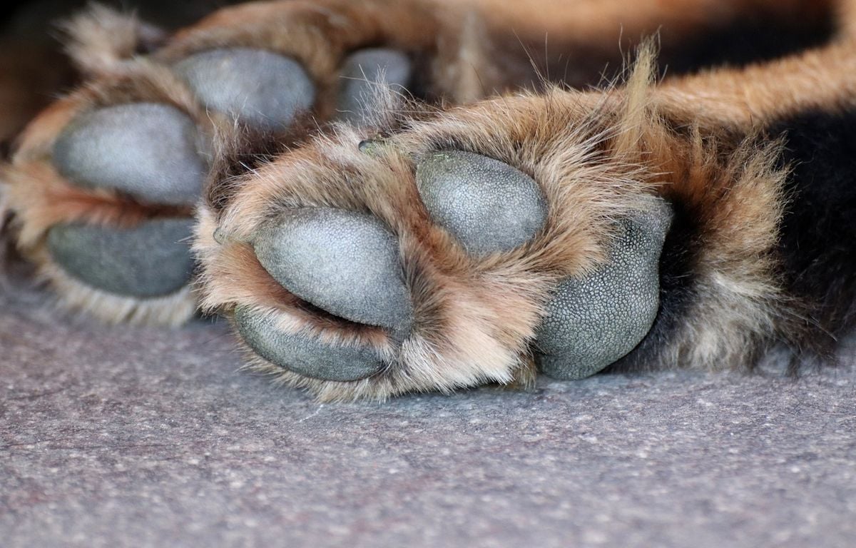 Il lui manque un document pour voyager avec son chien, elle le noie dans les WC de l’aéroport