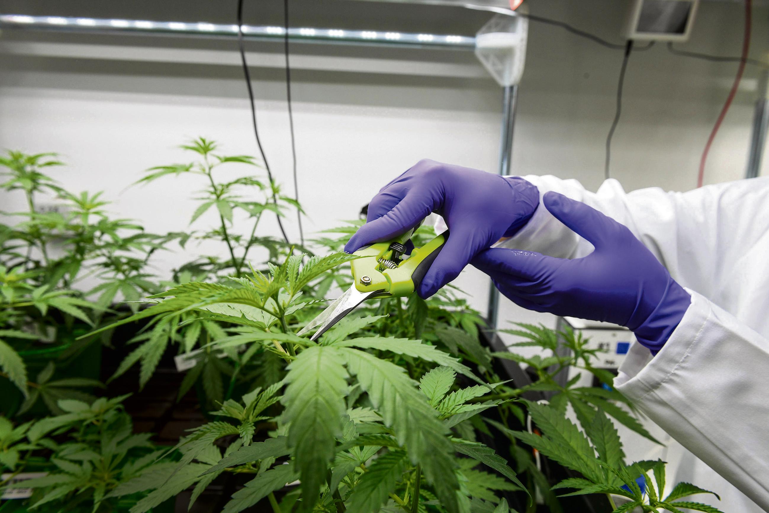 Cannabis thérapeutique : pourquoi son avenir en France est incertain