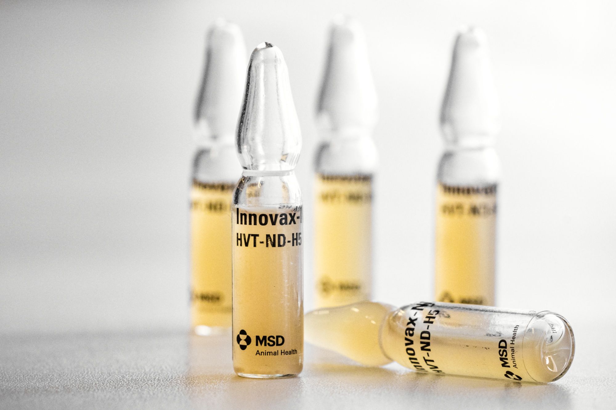 Grippe aviaire : des recommandations de vaccination face à d’éventuels cas humains en France