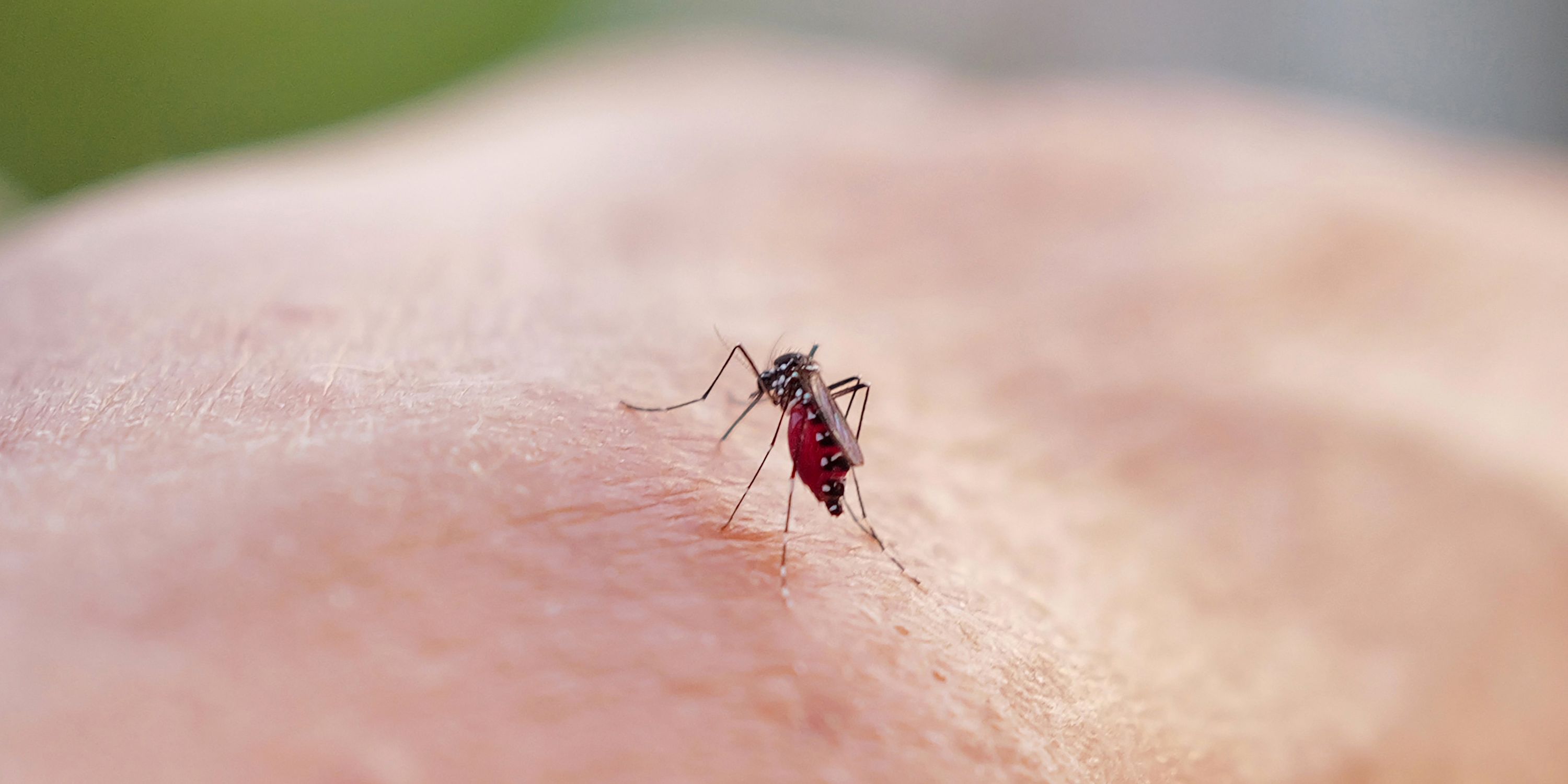 Après Mayotte, Emmanuel Macron se rendra sur l’île de la Réunion où l’épidémie de Chikungunya continue de faire rage