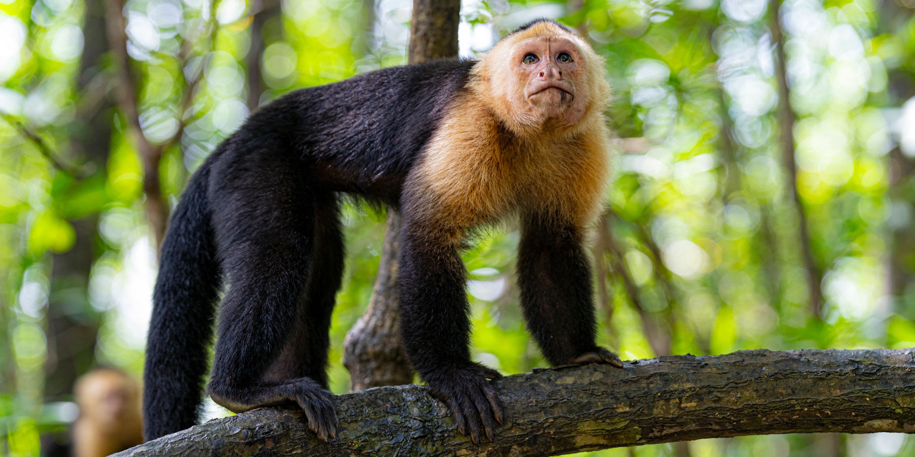 Les singes seront toujours plus doués pour le yodel que les hommes