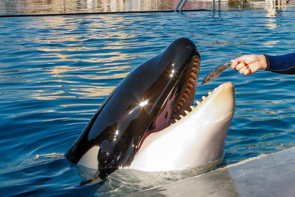 Marineland : une expertise assure que les orques sont traitées aussi bien que possible