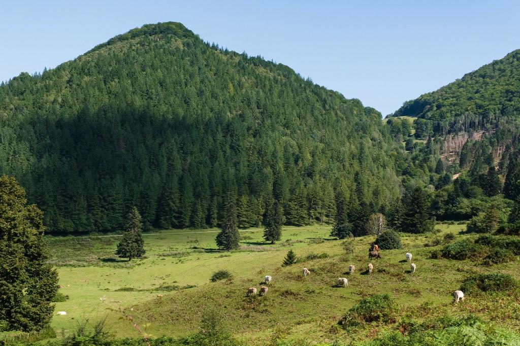 Droits de douane de Trump : une opportunité inespérée pour sauver l’agriculture française