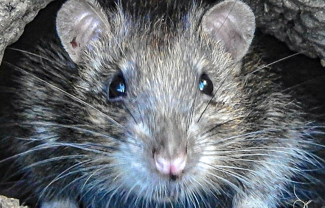 Grenoble : Un rat pénètre dans sa chambre par le conduit d’aération