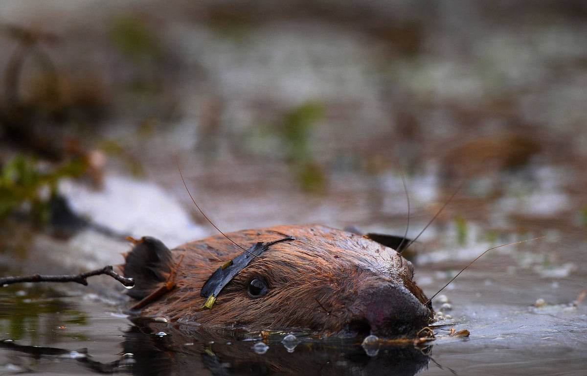 Un castor fait tomber un arbre sur une ligne électrique et plonge des centaines de foyers dans le noir