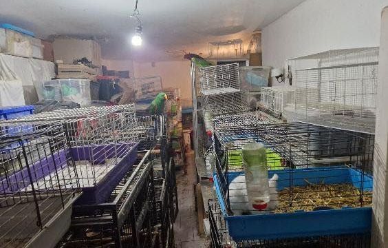 Pyrénées-Orientales : La septuagénaire détenait plus de 300 animaux chez elle