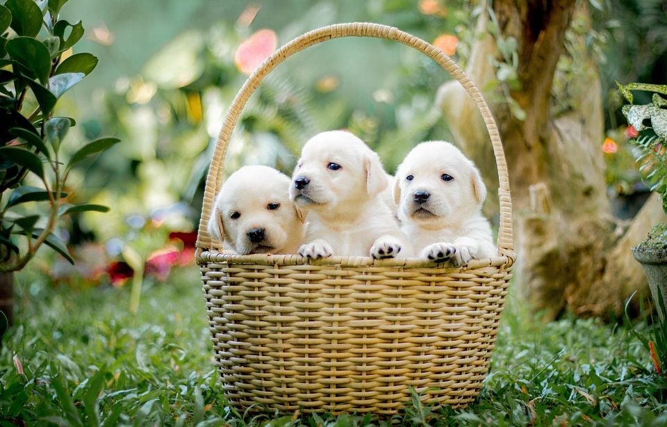 Espagne : Un chasseur accusé d’avoir jeté trois chiots vivants dans une poubelle près de Madrid