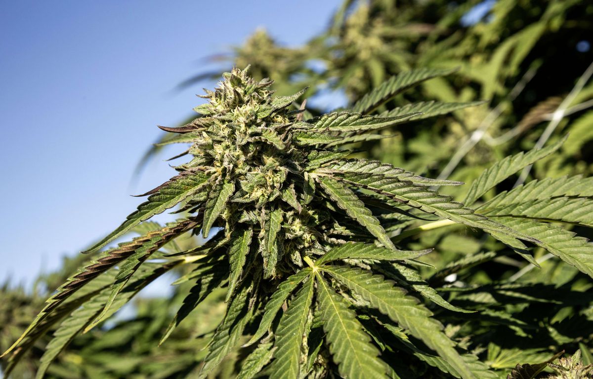 Rhône : On lui braque son camion rempli de cannabis… Il appelle la gendarmerie