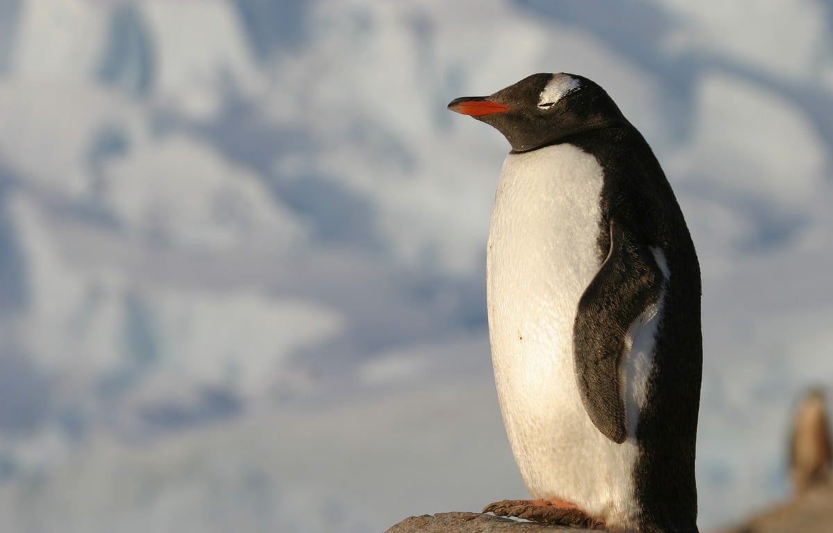 Comment un manchot et une boîte en carton ont provoqué un crash d’hélicoptère en Afrique du Sud