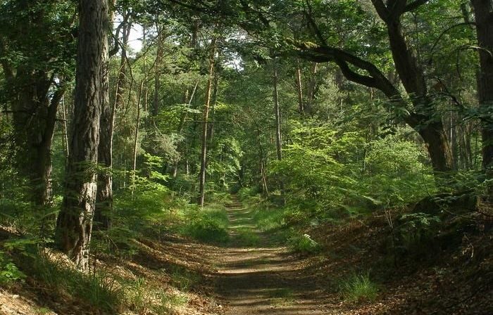 Yvelines : Un appel à témoins pour identifier un corps retrouvé enterré en forêt