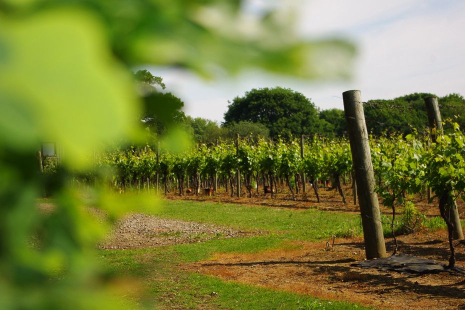 La Bourgogne-Franche-Comté débloque 35 millions d’euros pour ses agriculteurs et viticulteurs sinistrés