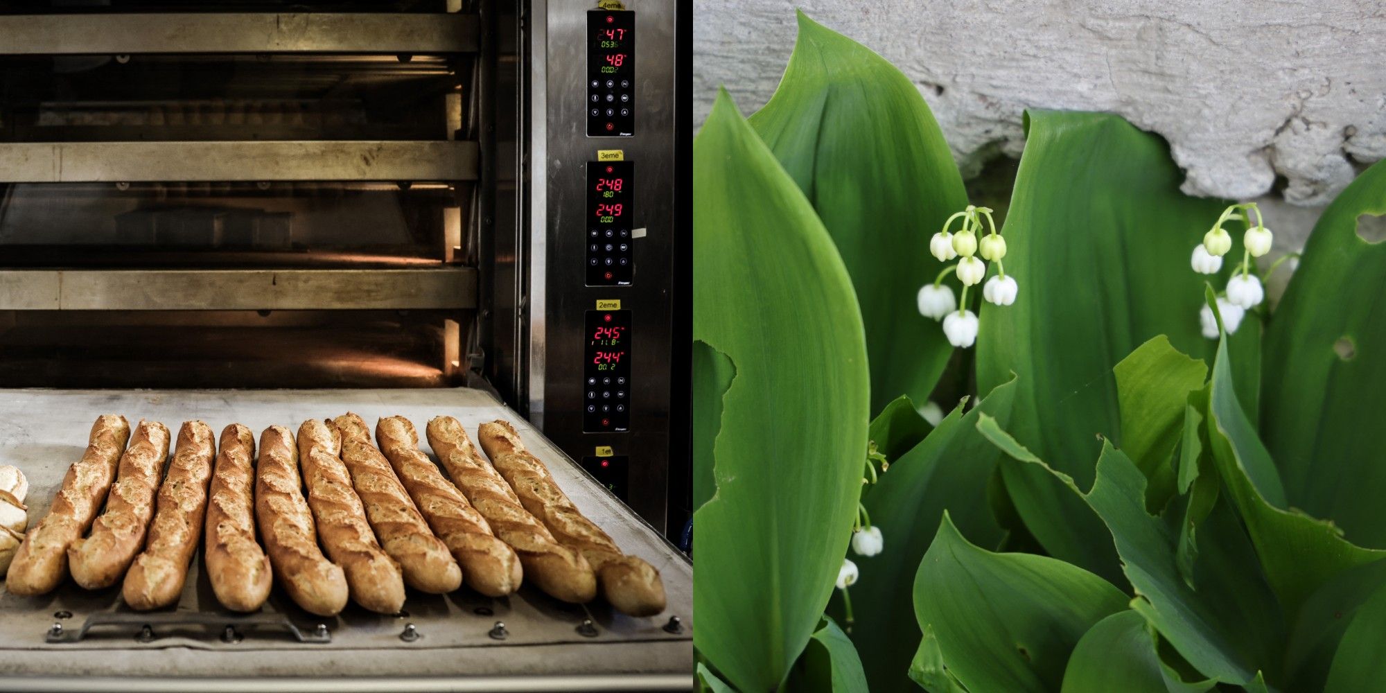 1er Mai : les boulangers réclament le droit de travailler, les fleuristes aussi… Que dit la loi ?