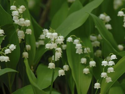 1er-mai : sénateurs et gouvernement veulent assouplir les règles pour les boulangers et fleuristes