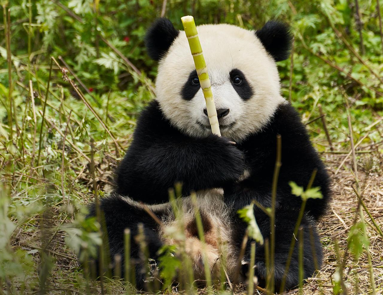 Moon le panda : un conte écolo et tendre pour petits et grands
