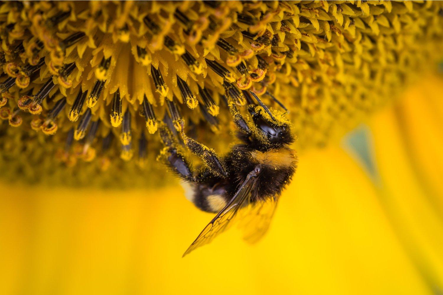 Qu’est-ce que le pollen ?