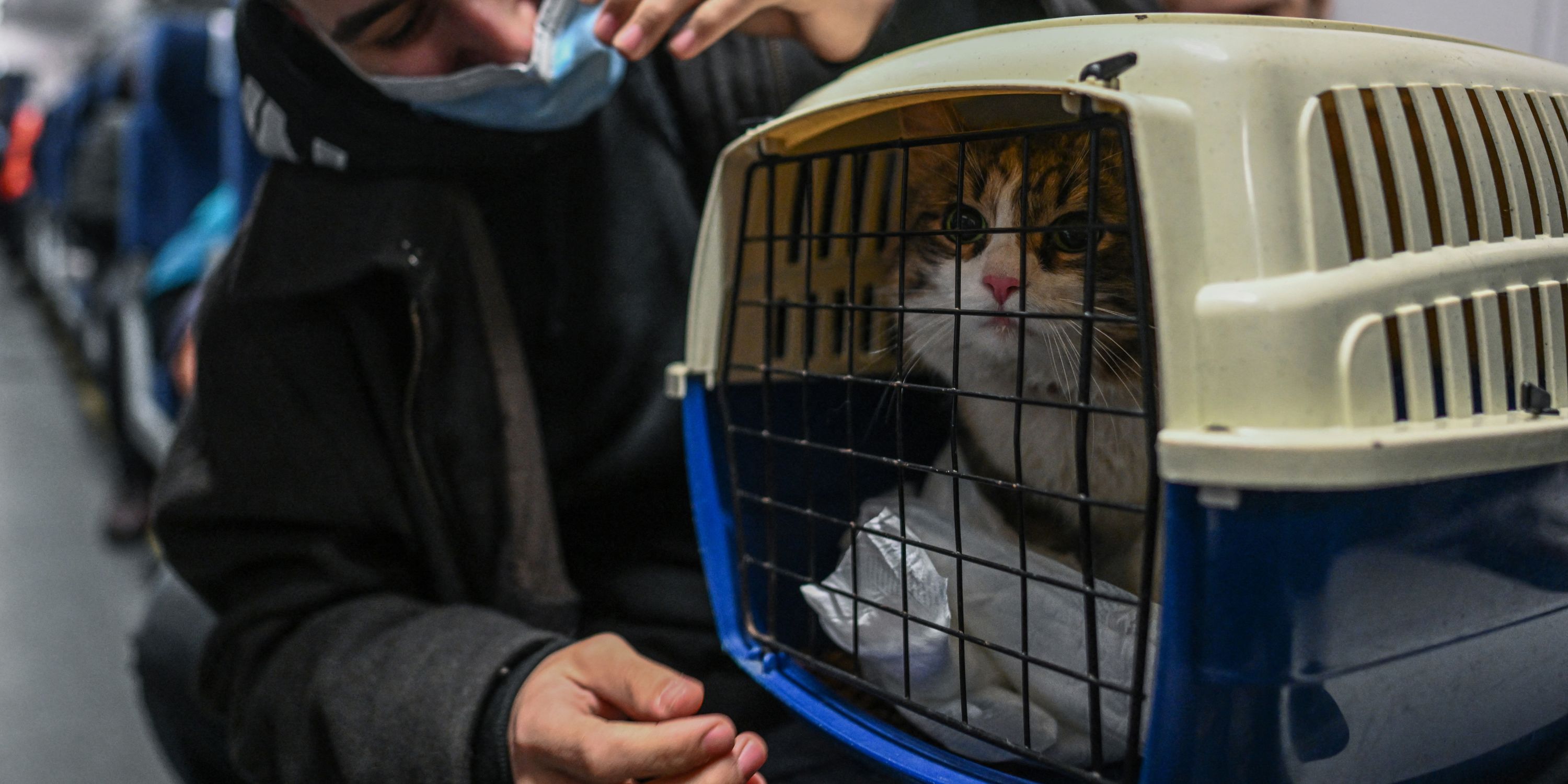 Votre animal sous un TGV ? La SNCF retardera le départ d’un train de 20 minutes maximum pour le récupérer