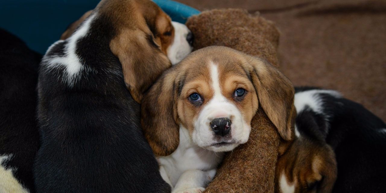 Les vols et trafics de chiens se multiplient, une importante source de revenus pour les réseaux criminels