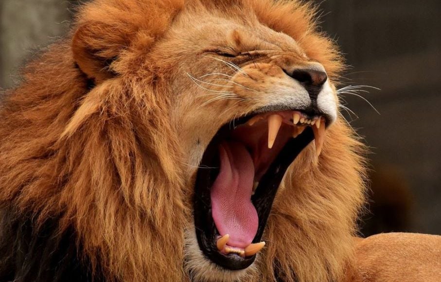 Irak : Un homme dévoré par son lion, qui vivait dans le jardin de sa propriété