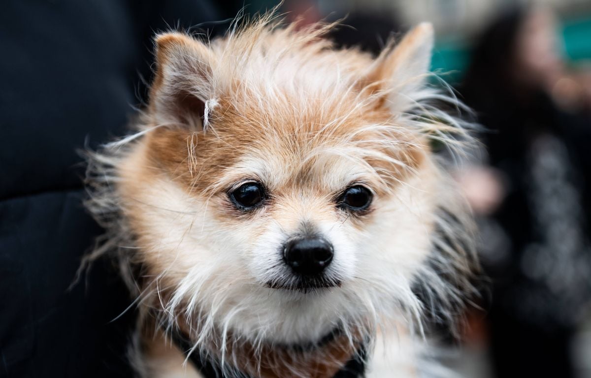 Etats-Unis : Un homme soupçonné d’avoir fait cuire son chihuahua dans son four pour le faire taire