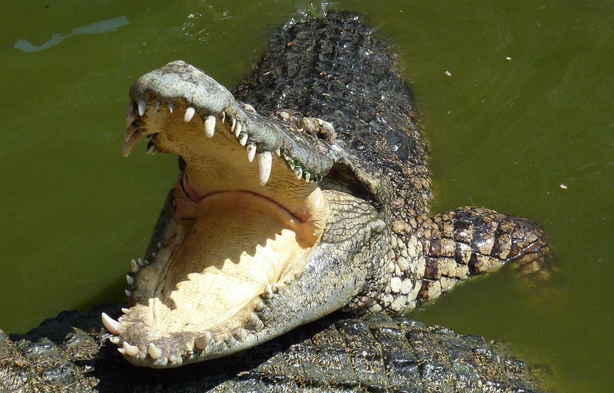 Etats-Unis : La sortie en kayak tourne mal, ils se font attaquer par un alligator de plus de quatre mètres