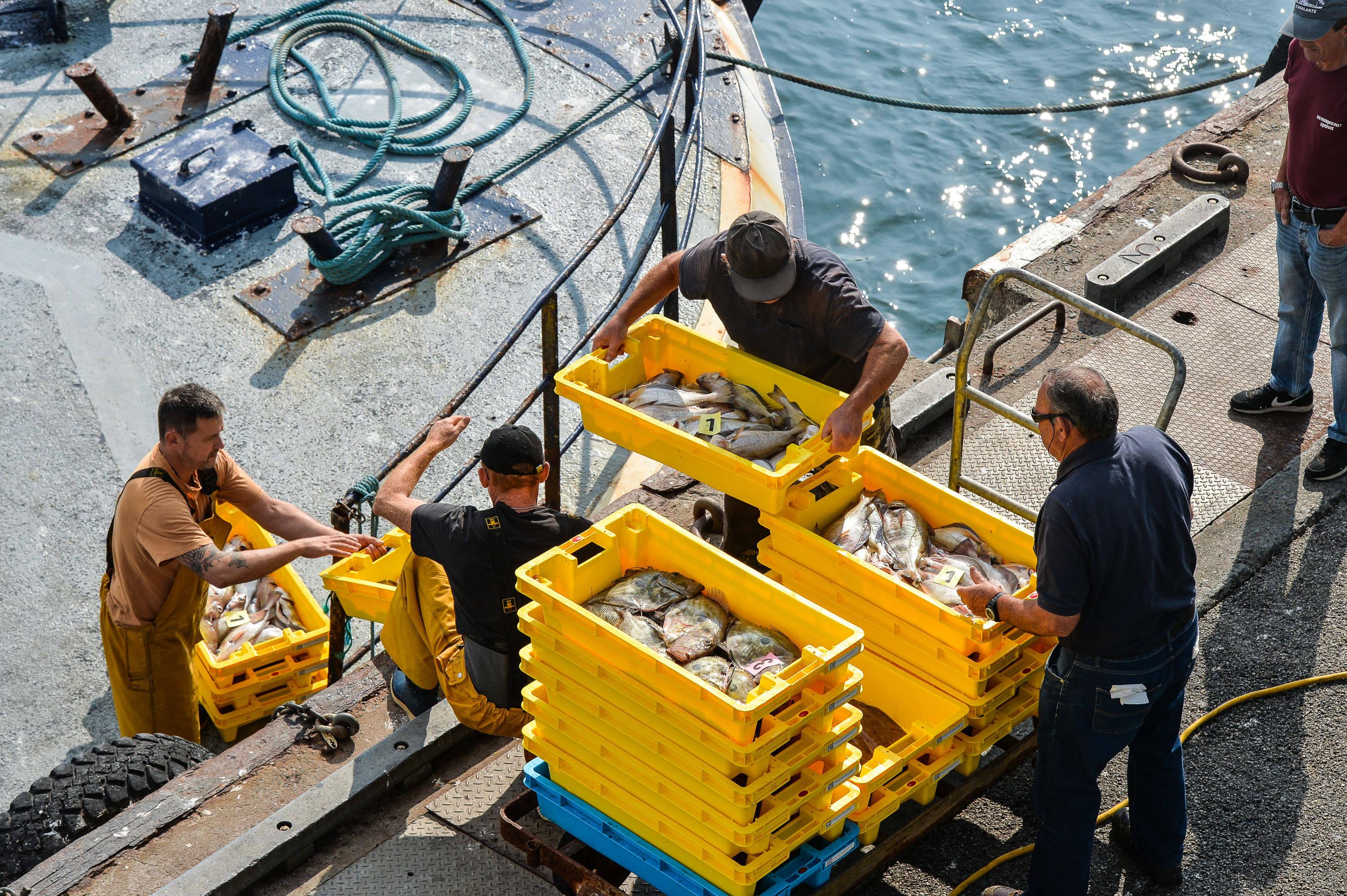 Sans protection de l’océan, la pêche européenne n’a pas d’avenir