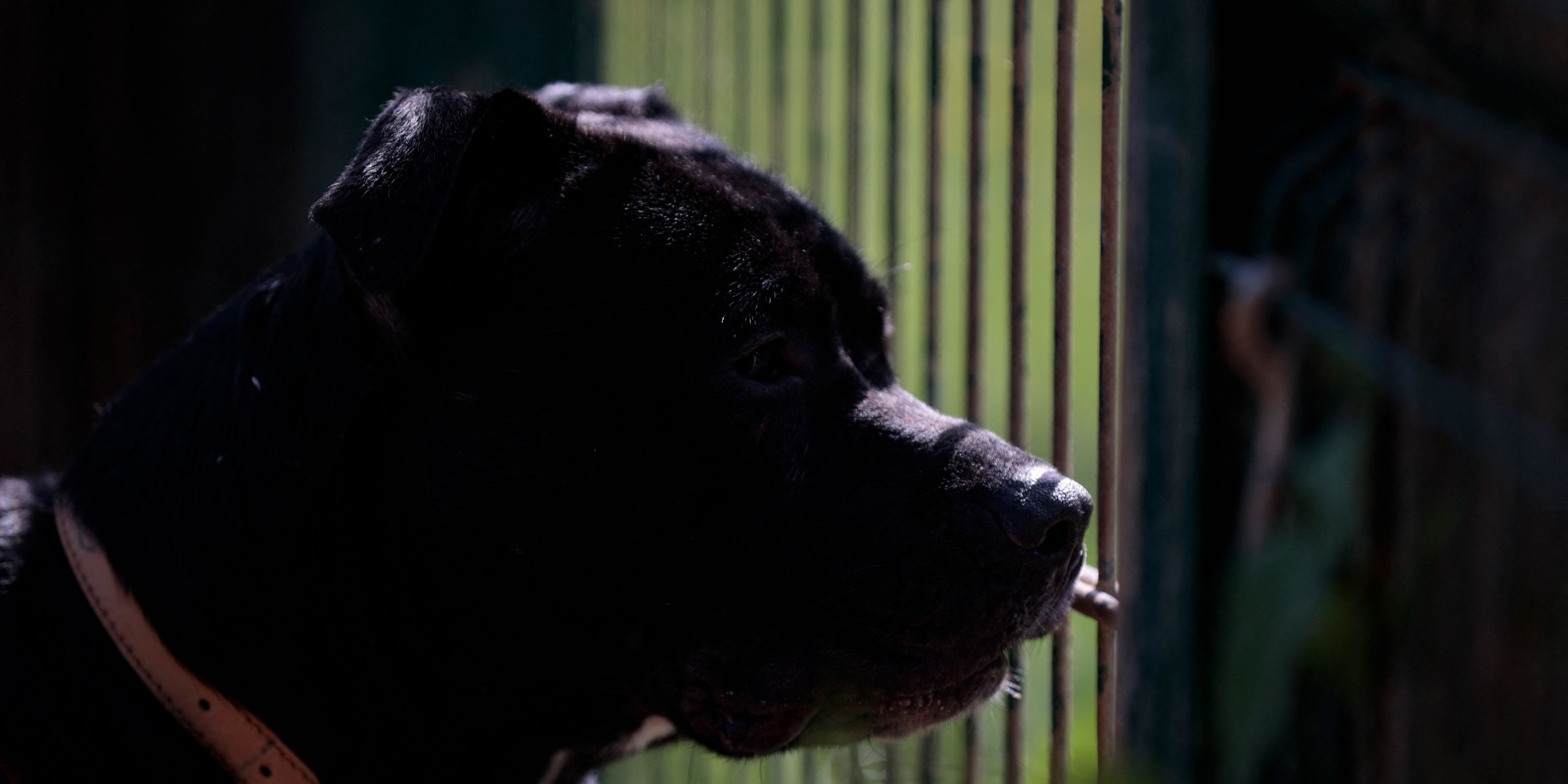 Abandon d’animaux : dans les rangs de la SPA, l’agacement face aux comportements irresponsables de certains propriétaires
