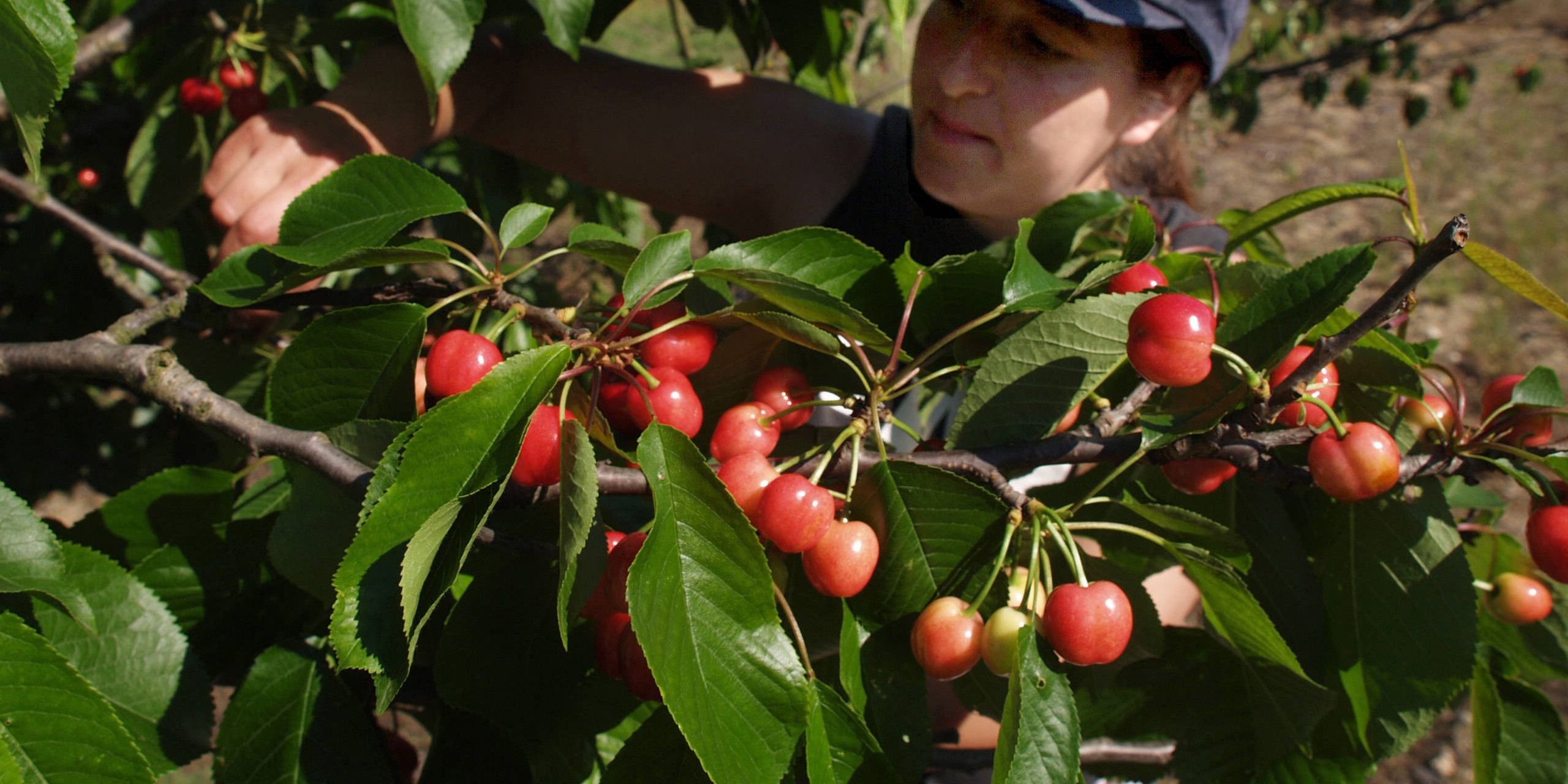 «On nous a tout pris» : près de Céret, les producteurs de cerises confrontés à des vols de grande ampleur