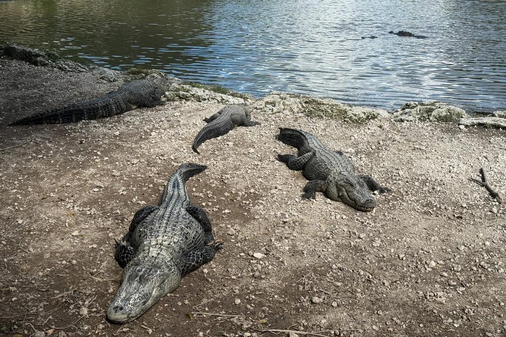Qu’est-ce que l’«Alcatraz des alligators» ?