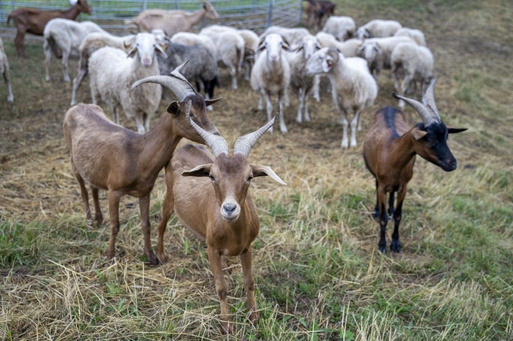 Hausse de la mortalité, baisse de la production… Les éoliennes perturbent-elles les animaux ?