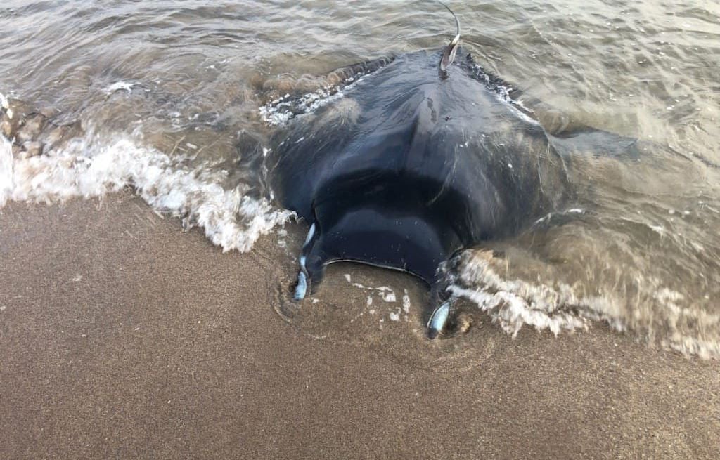 Béziers : Une maman raie et son bébé, échoués sur une plage, sauvés par les pompiers