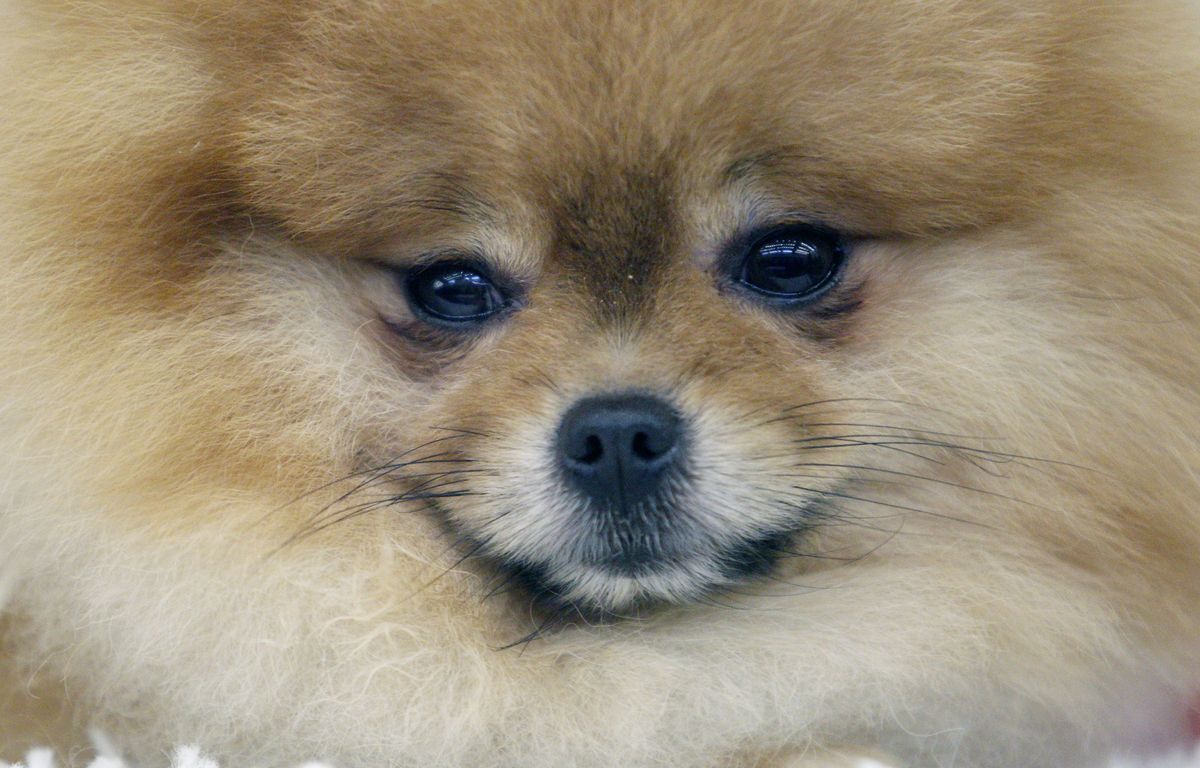 Gironde : Le contrôle routier se termine par la saisie de 161 chiens Spitz dans un élevage