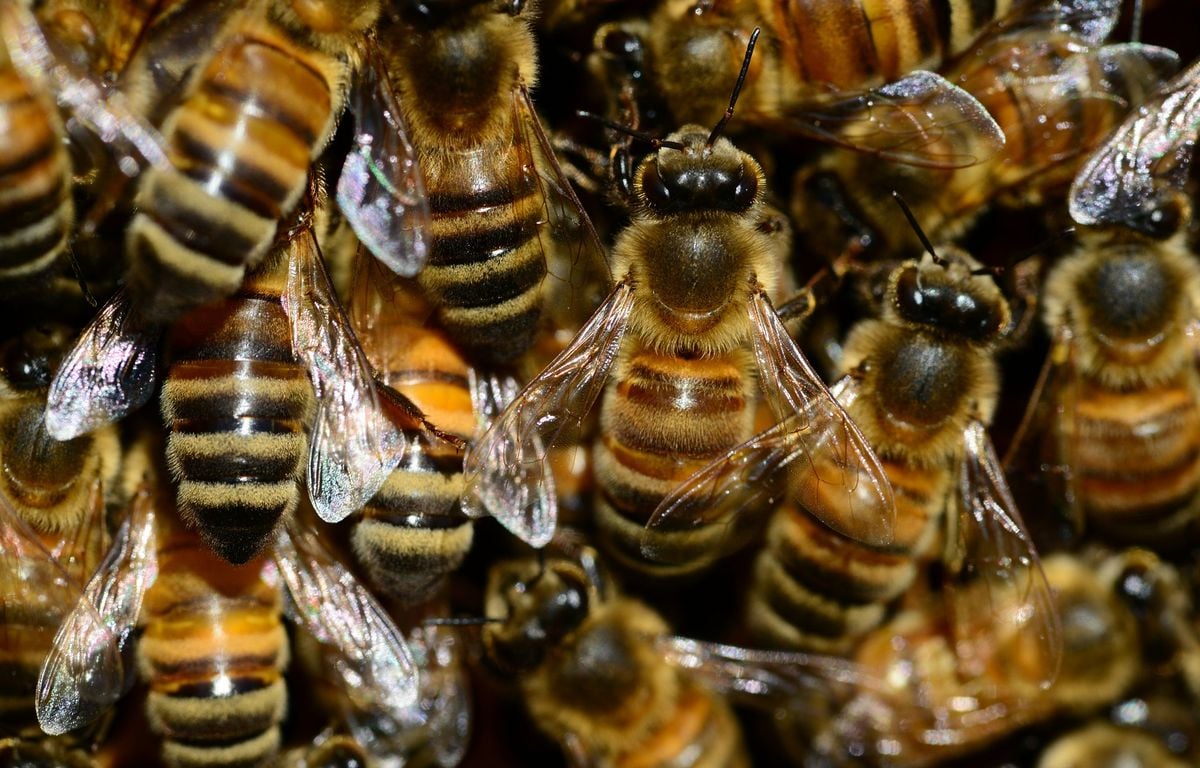 Espagne : Un apiculteur de 70 ans lâche ses abeilles sur les policiers lors d’un contrôle routier