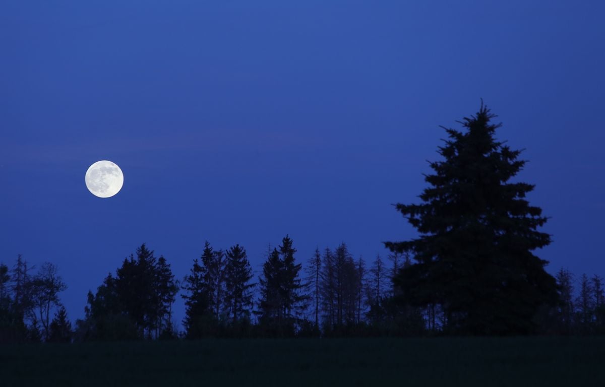 La forêt, la nuit… Ce lieu qui nous fait tous si peur ne serait-il en réalité le lieu le plus safe ?