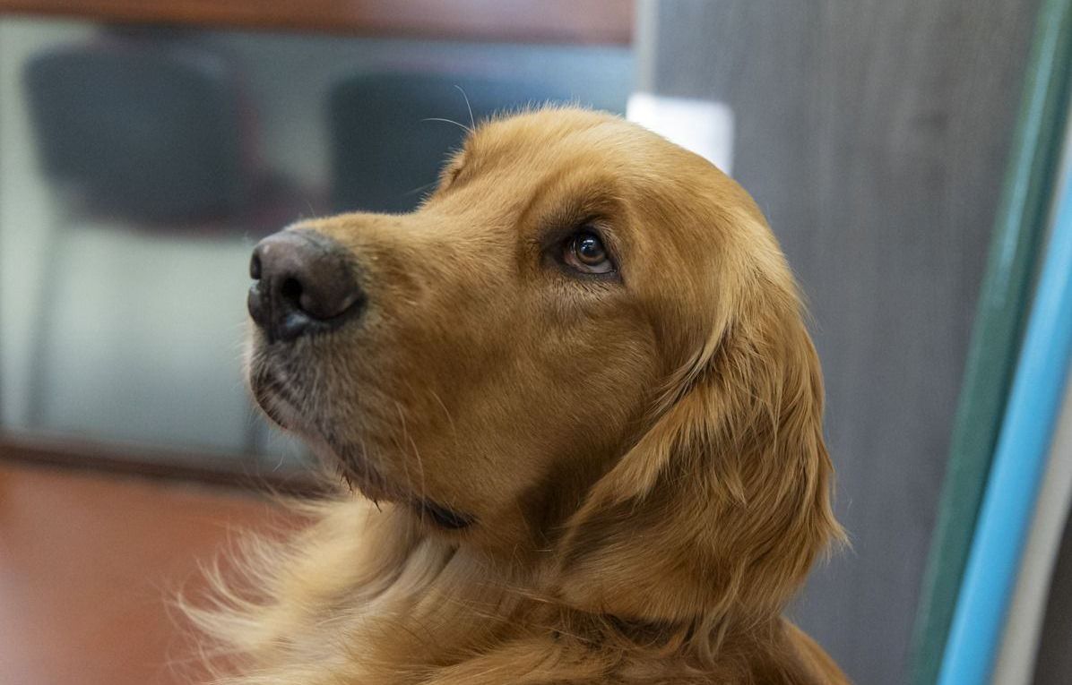 États-Unis : En état d’ivresse, il enferme ses quatre chiens dans la voiture et les laisse mourir de chaud