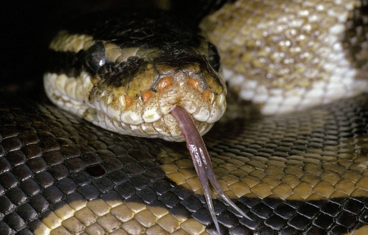 Grenoble : Un python royal s’échappe et sème la zizanie dans un immeuble