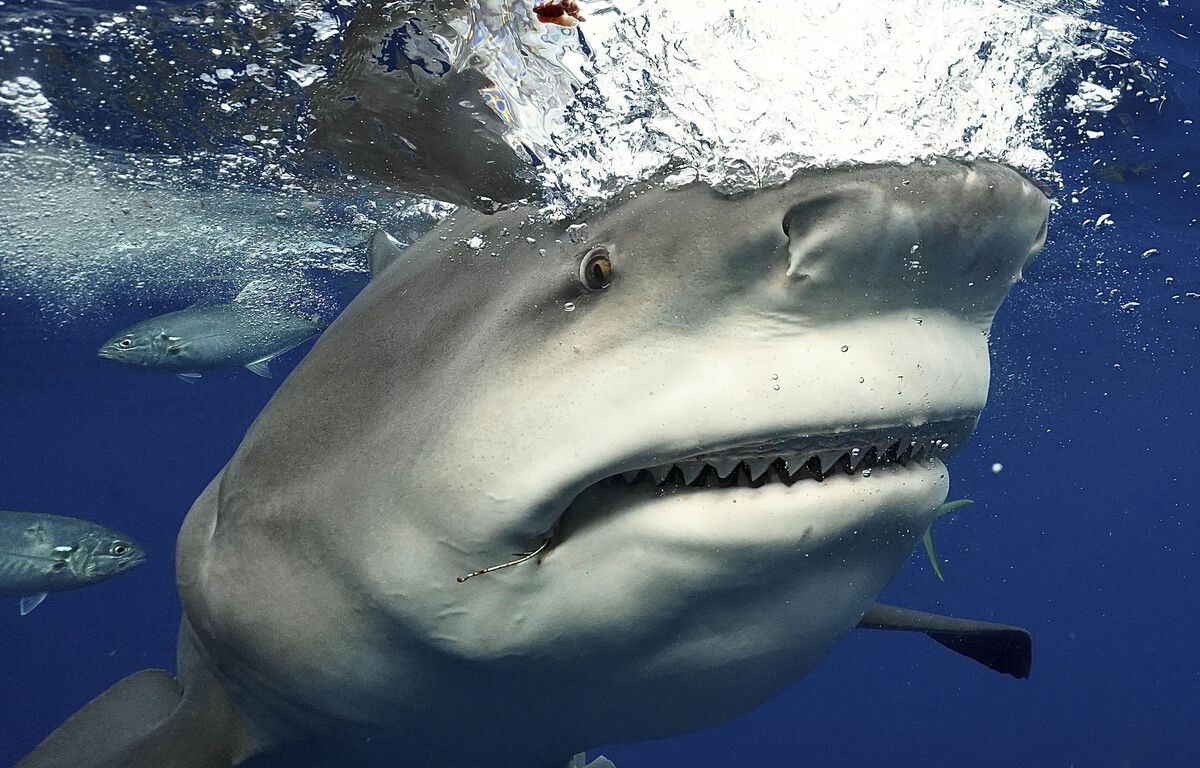 Une fillette mordue par un requin au large de la Floride : « J’ai levé la main, elle était couverte de sang »