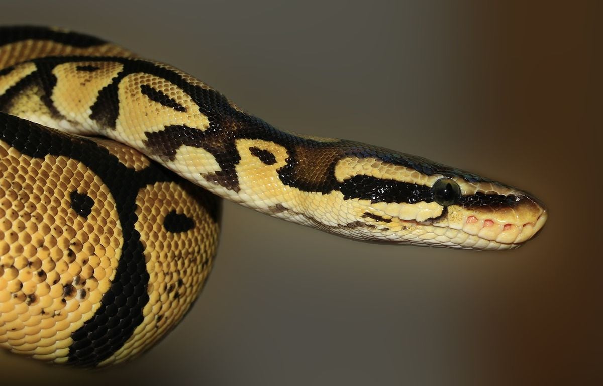 Elle tombe nez à nez avec un python royal dans la rue en sortant de chez elle